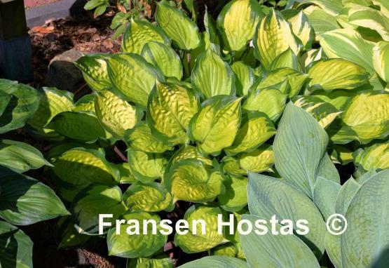 Hosta Volcano Island